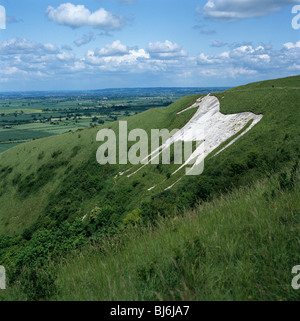 Das Westbury White Horse, schneiden im Jahre 1778, unterhalb des Hügels Eisenzeit - Fort von Bratton Burg Stockfoto