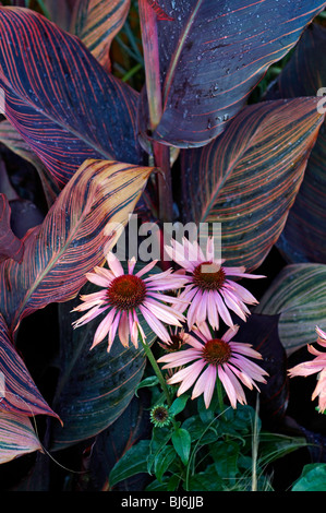 Blumen mit Echinacea Purpurea und canna Stockfoto