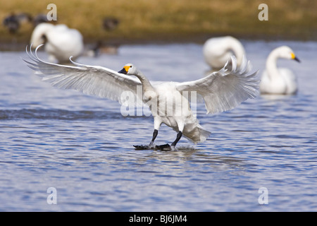 Bewick ´s Schwan kommen, um auf dem Wasser zu landen. Stockfoto