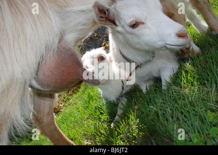 Ziege Spanferkel Stockfoto