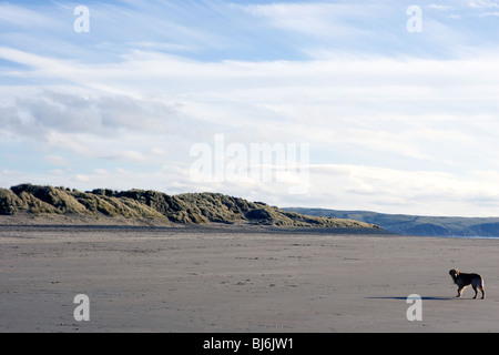 Ein einsamer Hund an einem Sandstrand in Wales. Stockfoto