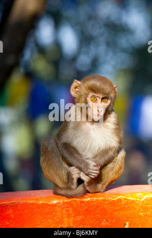 Makaken-Affen in Darjeeling, Indien Stockfoto