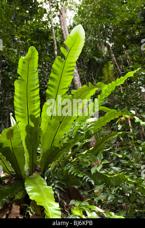 Indonesien, Sulawesi, Buton Insel nisten Labundo Bundo großen Waldvögel Farn Epiphyten Asplenum nidus Stockfoto