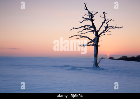 Toten Eiche in einem schneebedeckten Feld in Bolney, West Sussex Stockfoto