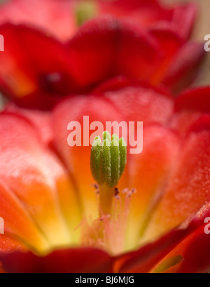 Claret Cup Kaktus Blüte, Grand Canyon Nationalpark in Arizona Stockfoto