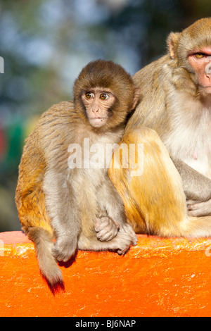 Makaken-Affen in Darjeeling, Indien Stockfoto