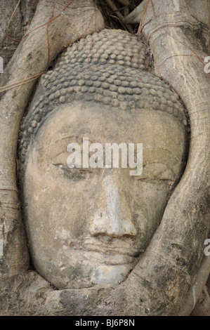 Der Leiter der ein Sandstein umschlungen Buddha in den Wurzeln eines Baumes Bodhi (Bo). Stockfoto