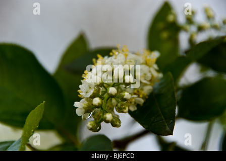Regentropfen brechen die Welt auf schwarze Wildkirsche Blumen Stockfoto