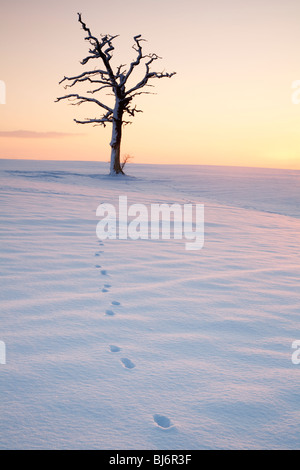 Tierspuren, die zu einer toten Eiche in einem schneebedeckten Feld Stockfoto