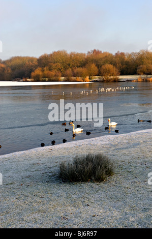 Barden See, Tonbridge, Kent, England in der Wintersonne Stockfoto