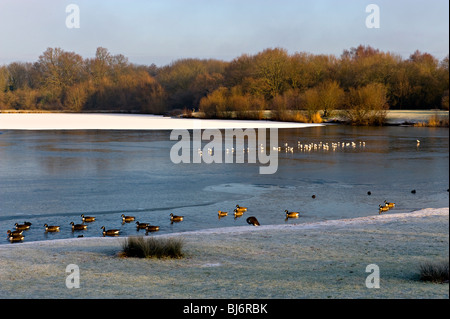 Barden See, Tonbridge, Kent, England in der Wintersonne Stockfoto