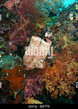 Indonesien, Sulawesi, Wakatobi National Park, Rohr unter Wasser, Schwamm unter bunten Weichkorallen Stockfoto