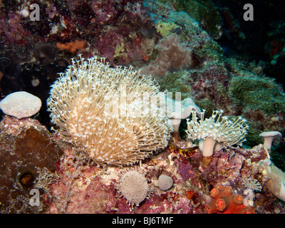 Indonesien, Sulawesi, Wakatobi Nationalpark, Blume Weichkorallen Xenia sp auf bunte Korallenriff Stockfoto