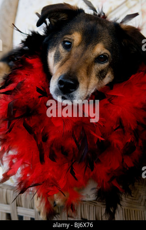 Hund tragen rote boa Stockfoto