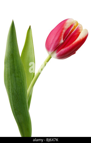 Rote frische Frühlingsluft Tulpe Nahaufnahme isoliert auf weiss Stockfoto