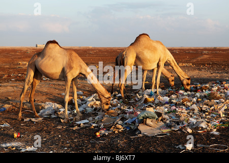 Kamele Essen aus dem Papierkorb in Somalia. Stockfoto