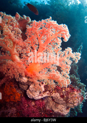 Indonesien, Sulawesi, Wakatobi Nationalpark, Unterwasser, farbenfrohe rote weichen Korallen Dendronephthya sp Stockfoto