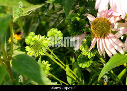 Pflanzenvirus Krankheit namens "Aster Yellows". Stockfoto