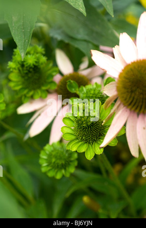 Pflanzenvirus Krankheit namens "Aster Yellows". Stockfoto