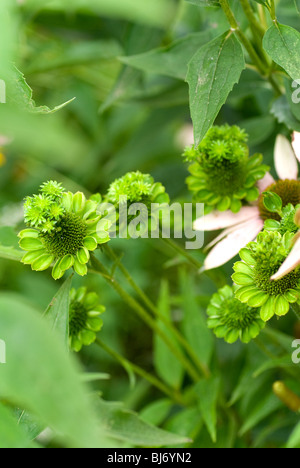 Pflanzenvirus Krankheit namens "Aster Yellows". Stockfoto