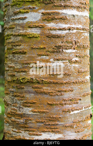 Rinde des Baumstammes zeigt hautnah Stockfoto
