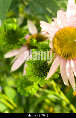 Pflanzenvirus Krankheit namens "Aster Yellows". Stockfoto