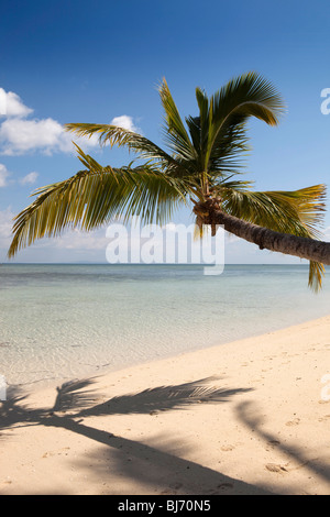 Indonesien, Sulawesi, Wakatobi Nationalpark, Hoga Insel palm-Baum Gießen Schatten am Traumstrand Stockfoto