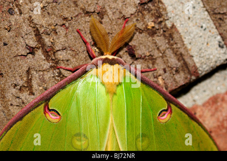 Grün-Luna Motte (Actias Luna) close-up. Stockfoto