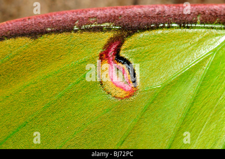 Eine Nahaufnahme auf dem skalierten Flügel eine grüne Luna Motte (Actias Luna). Stockfoto