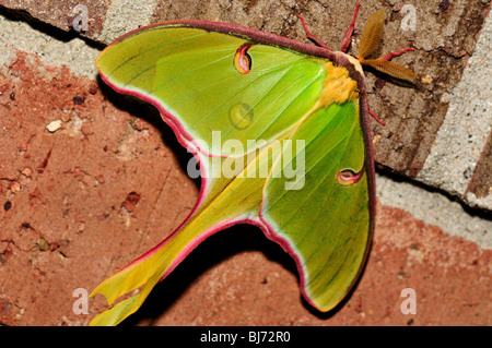 Grün-Luna Motte (Actias Luna). Stockfoto