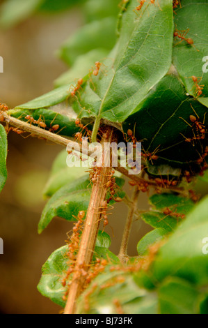 rote Ameise Nest, Ko Kret (Koh Kred), Bangkok, thailand Stockfoto