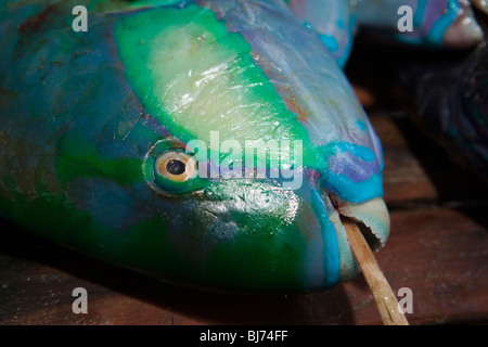 Indonesien, Sulawesi, Kaledupa Island, Ambuea Dorf, Fisch Fischmarkt Papagei zu verkaufen Stockfoto