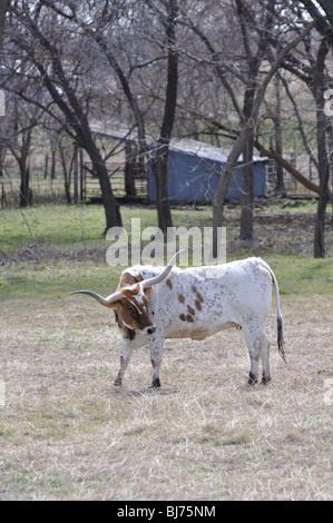Texanische Longhorn, Texas, USA Stockfoto