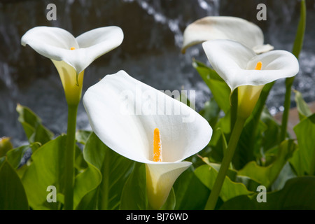 Granada, Andalusien, Spanien. Blumen von Arum Lilie (Zantedeschia Aethiopica). Stockfoto