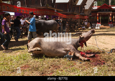 Indonesien, Sulawesi, Tana Toraja, Bebo Dorf, Toraja Beerdigung Tod Kämpfe rituell geschlachteten Büffel Stockfoto