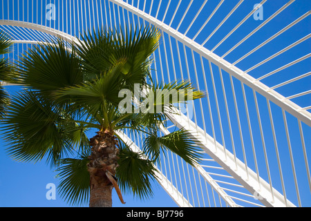 Valencia, Comunidad Valenciana, Spanien. Palme und Hering-Knochen Struktur das Umbracle, Ciudad de Las Artes y Las Ciencias. Stockfoto