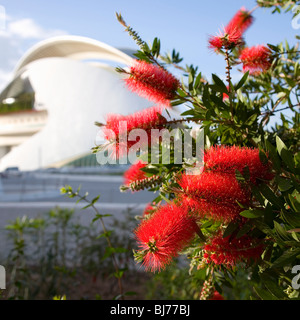 Valencia, Comunidad Valenciana, Spanien. Crimson Bottlebrush (Zylinderputzer Citrinus), Ciudad de Las Artes y Las Ciencias Stockfoto