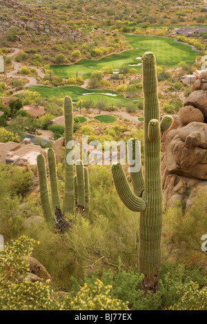 Saguaros, Scottsdale, AZ, USA Stockfoto