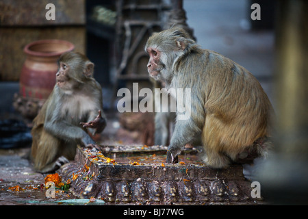 Affen essen Angebote in Swayambhunath Tempel (Affe), Kathmandu, Nepal. Stockfoto