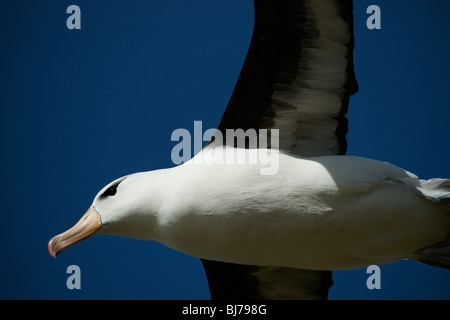 Black-browed Albatros (Diomedea Melanophris) im Flug, Saunders Island, Falkland-Inseln Stockfoto