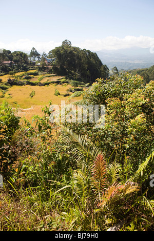 Indonesien, Sulawesi, Tana Toraja, Lokkomata, Reisfelder über Rantepao zur Erntezeit Stockfoto