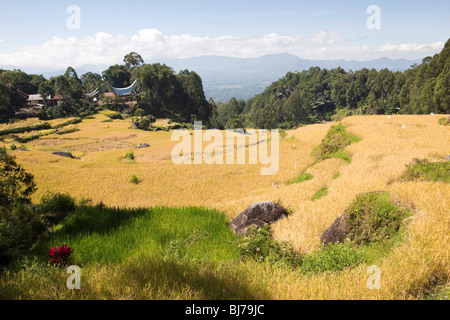 Indonesien, Sulawesi, Tana Toraja, Lokkomata, Reisfelder in der Nähe von Dorf mit traditionellen Häusern zur Erntezeit Stockfoto