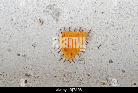 Aerial Makroaufnahme einer Kolonie von Ameisen tragen eine Tortilla-Chips Stockfoto