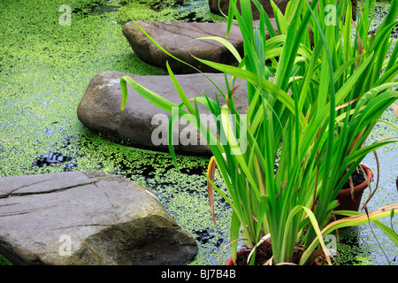 Trittsteine im Gartenteich Stockfoto