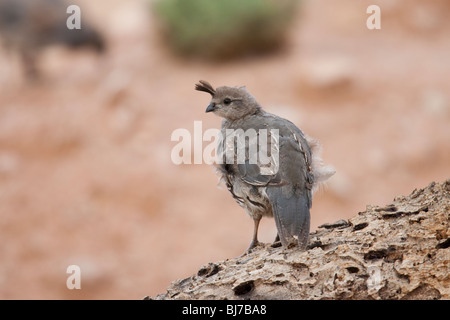 Die Gambels Wachteln (Art Gambelii Fulvipectus), unreif weiblich. Stockfoto