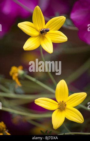 Honigbiene sammelt Pollen von einer gelben Blume Stockfoto