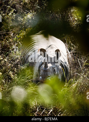 Eine wilde Nashorn gesehen auf eine Urwaldwanderung im Chitwan Nationalpark, Nepal. Stockfoto