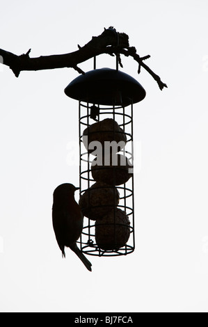 Silhouette von Robin auf eine Fat ball Feeder hängen von einem Baum in einem Garten. Großbritannien Stockfoto