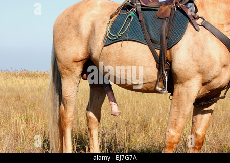 Ein Pferd penis Stockfotografie