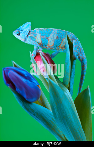 Schöne große Chamäleon sitzt auf einer Blume Stockfoto